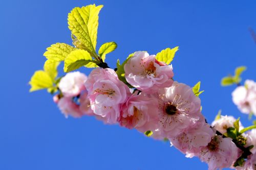 flower picture pink flower landscape