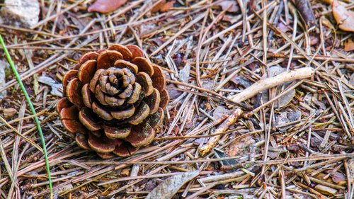 flower pine  pine nuts  pine