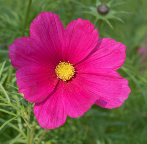 Flower, Pink