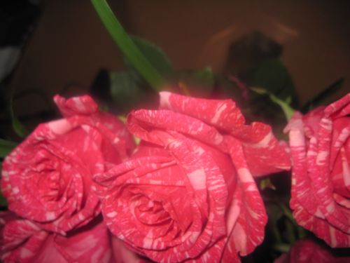 Flower Pink Stripes Love Rose