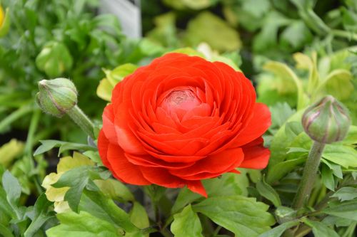 flower plant buttercup flower