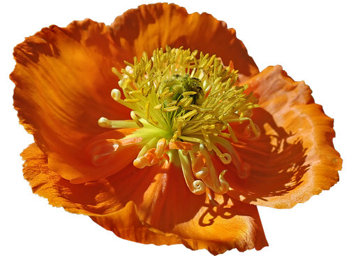 flower poppy  macro  pollen