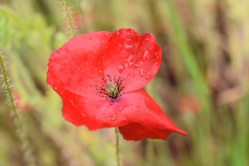 flower poppy  red flower  droplet of rain