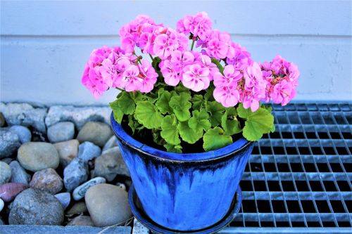 flower pot pink geranium