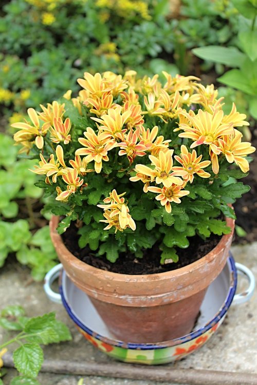 flower pot  flowers  yellow