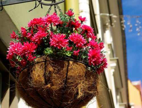 flower pot red flowers nature