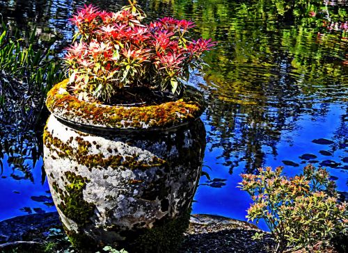 Flower Pot By The Lagoon