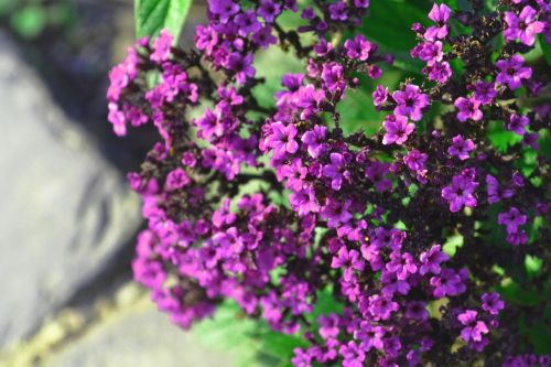 flower purple flowers summer