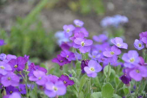 flower purple  close up  purple