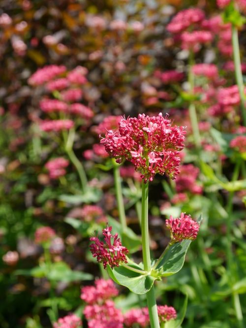 flower red garden close