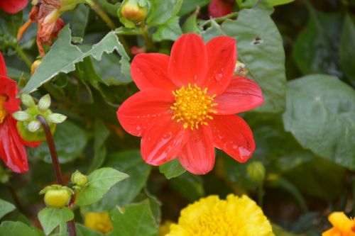 flower red and yellow green foliage nature
