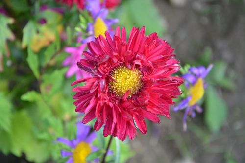 flower red flower pistile yellow green leaves