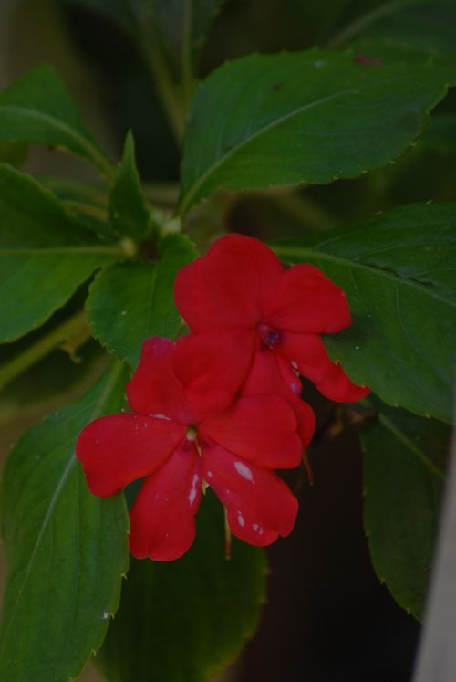 flower regional red petals