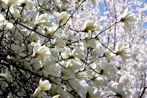 flower road nature spring