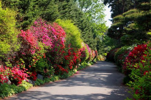 flower road flowers nature