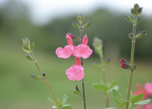 flower sage plant sage