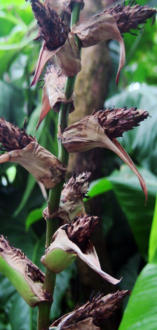 Flower Seed Pods