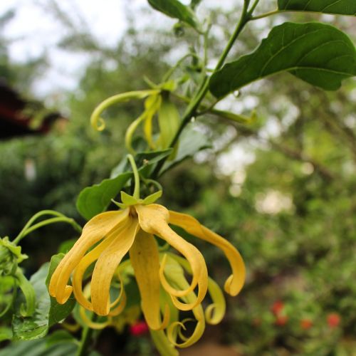 flowers seulanga yellow bloom