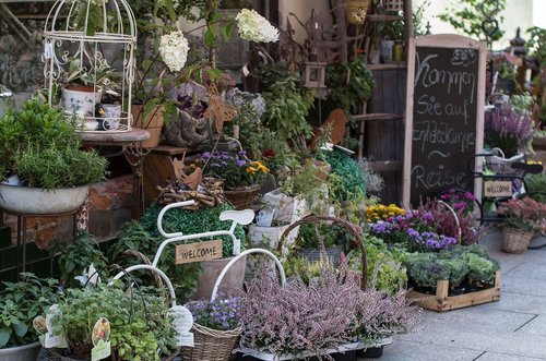 flower shop  flowers  nature