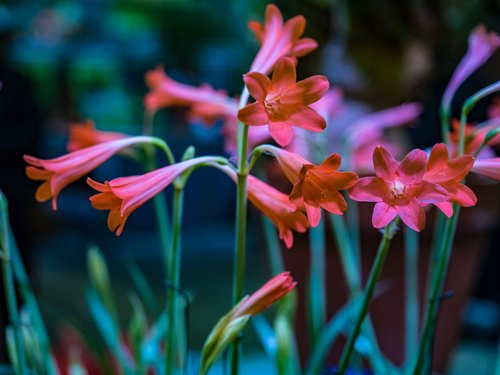 flower show 2018  pennsylvania  philadelphia