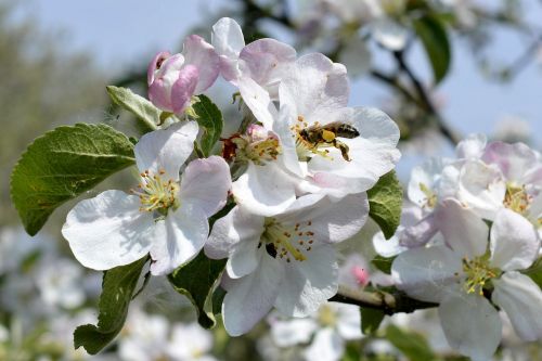 flower shrub bee pollination