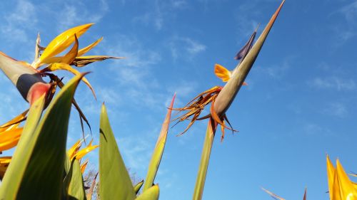 flower sky bird of paradise paradise