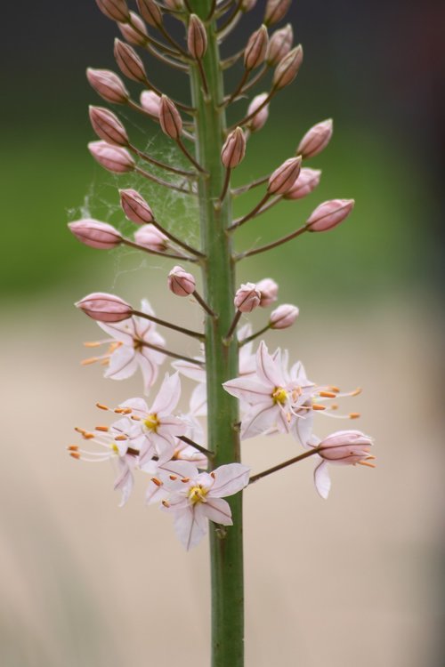 flower stem  white  pink
