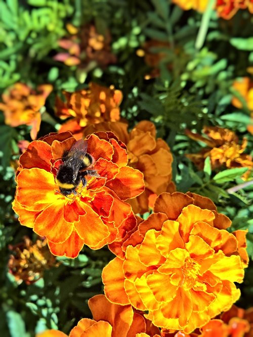 flower tagetes  marigold  ornamental plant