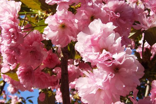 Flower Tree