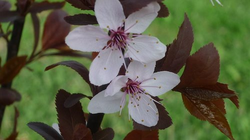 flower tree  ornamental cherry  flowers