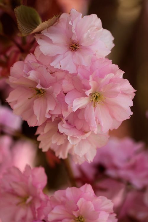 flower tree japanese cherry pink