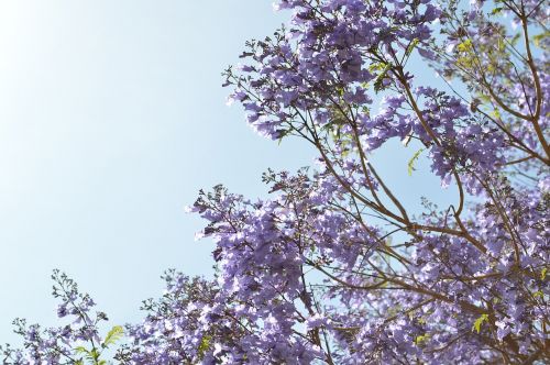 flower tree flowers purple