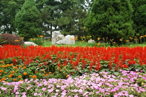 Flower, Trees, And Rocks