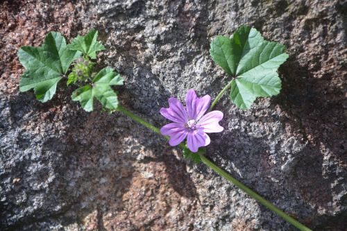 flower vines purple flower green leaves