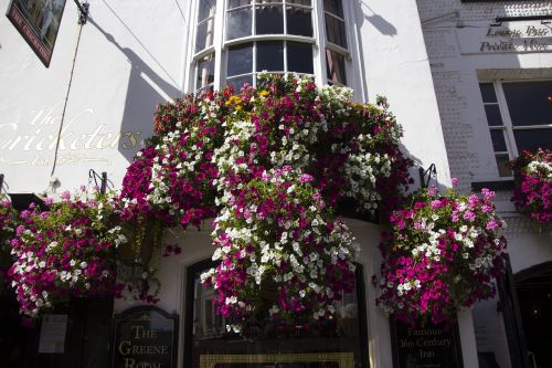 flower wall flower plant