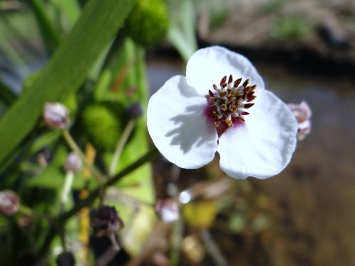 flower water river pilica