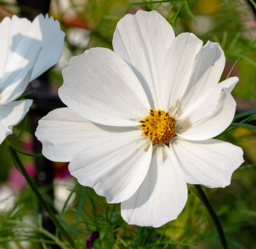 Flower White