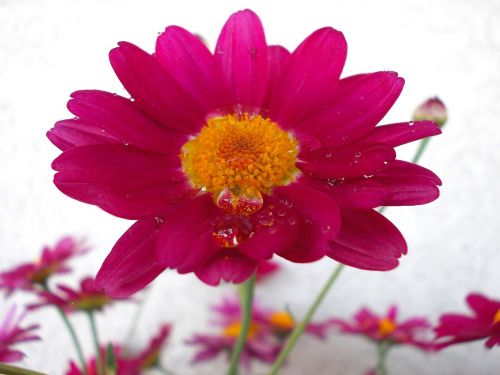 flower with drops of water flower blossom