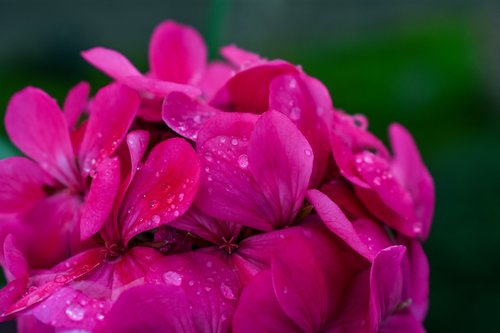 flower with water drops  nature  water drops