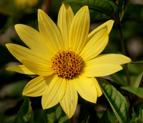 Flower, Yellow