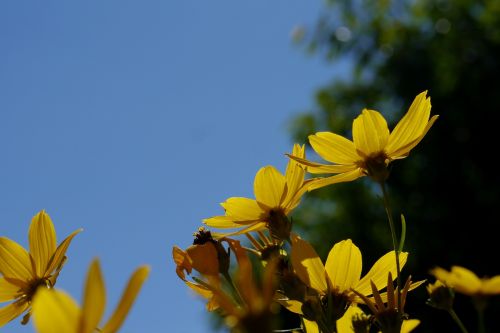 flower yellow green sky