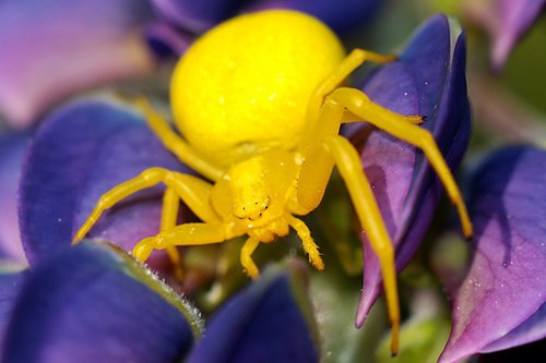 flowerbed  insect  macro