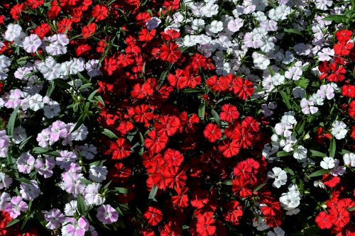 flowerbed  flowers  summer