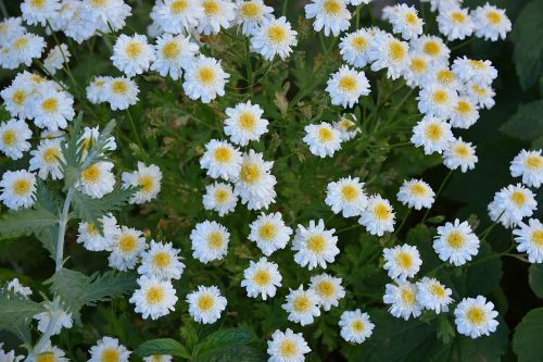 flowerbed flowers nature