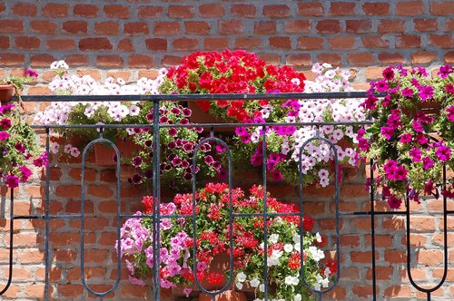 flowered balcony  bloom  summer