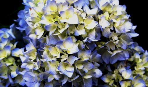 flowerhead florets hydrangea