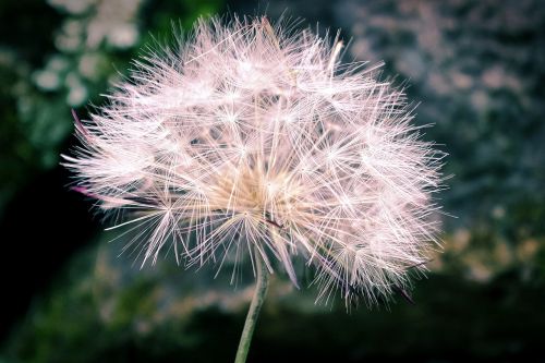 flowering plant petals