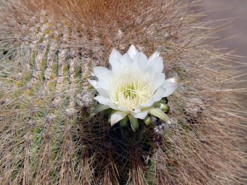 flowering cactus bolivia