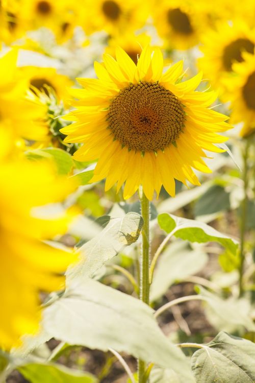 flowering yellow sunflower