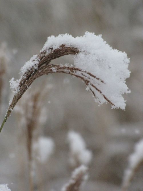 flowering miscanthus under snow